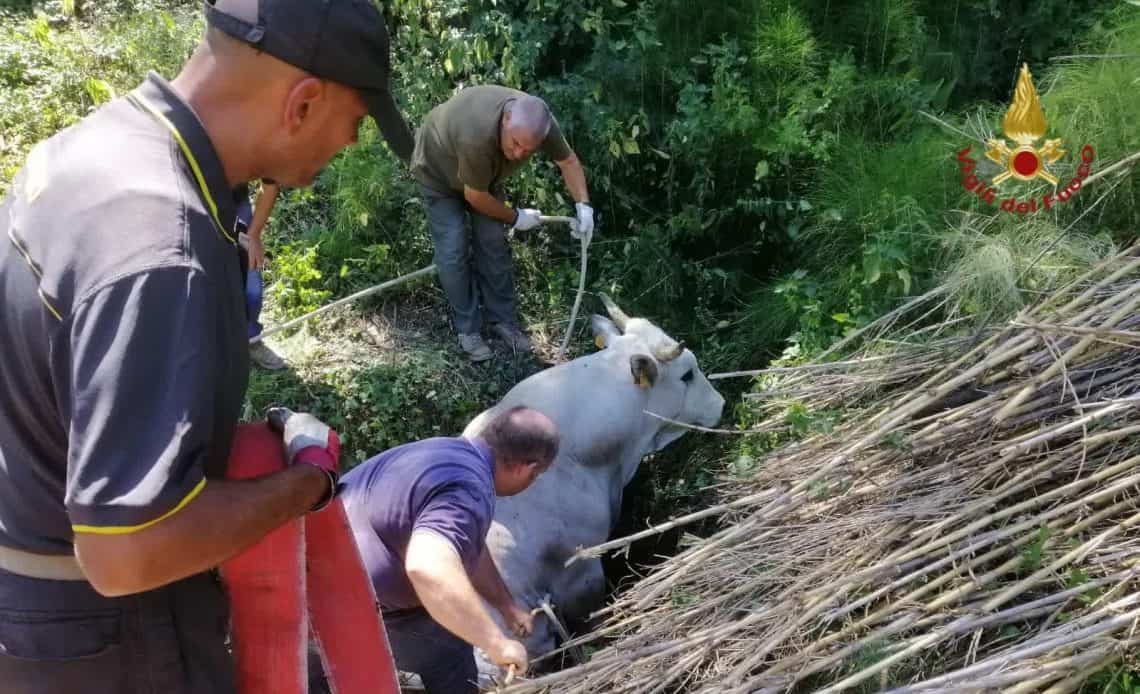 Toro cade in una buca: intervento dei vigili del fuoco