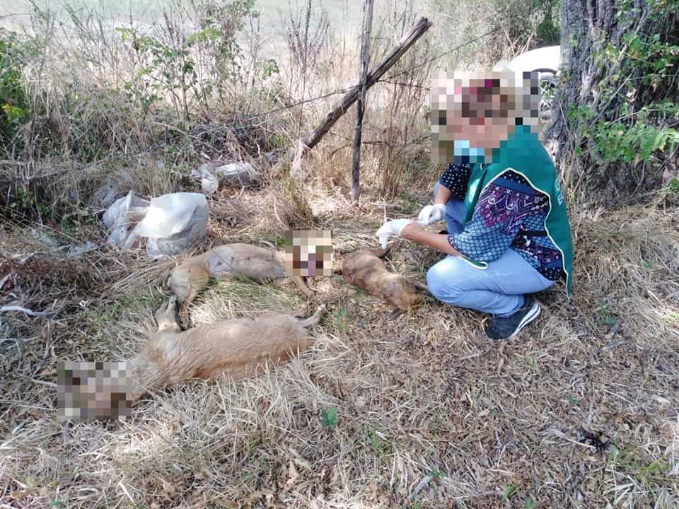 Cerveteri, nove cani deceduti e abbandonati in strada: si indaga 