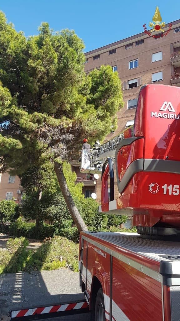 Civitavecchia, pino di 10 metri a rischio caduta: intervengono i vigili del fuoco