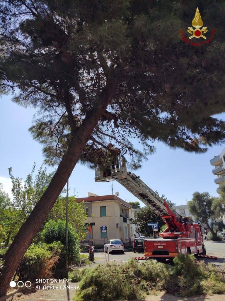 Civitavecchia, pino di 10 metri a rischio caduta: intervengono i vigili del fuoco
