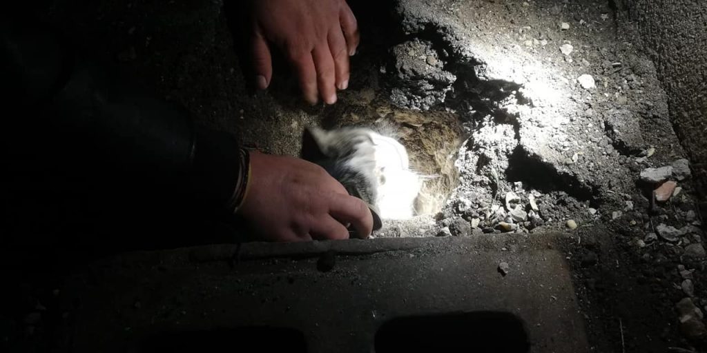 Ladispoli, gattino incastrato in un tombino: salvato dalle Guardie di FareAmbiente
