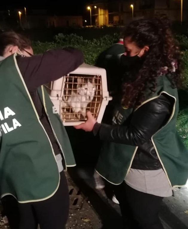 Ladispoli, gattino incastrato in un tombino: salvato dalle Guardie di FareAmbiente