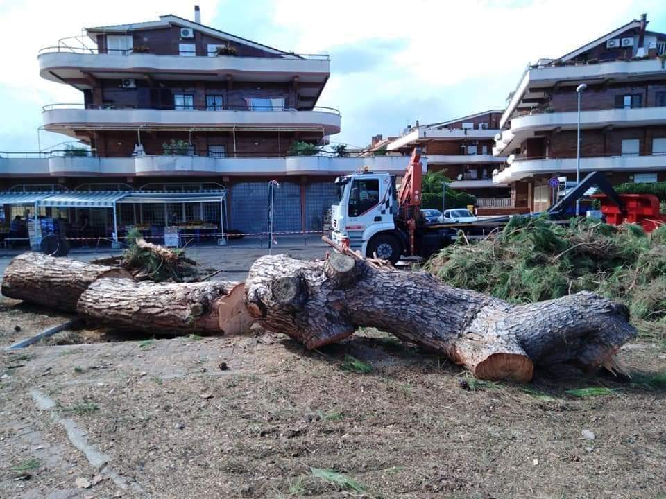 Ladispoli, come tutelare il patrimonio verde cittadino: parla l'esperta Tiburzia Della Camelia