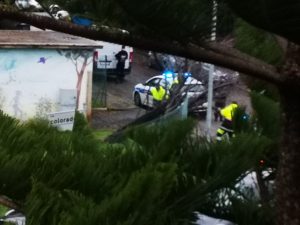 Ladispoli, cade albero presso i giardini di viale Georgia