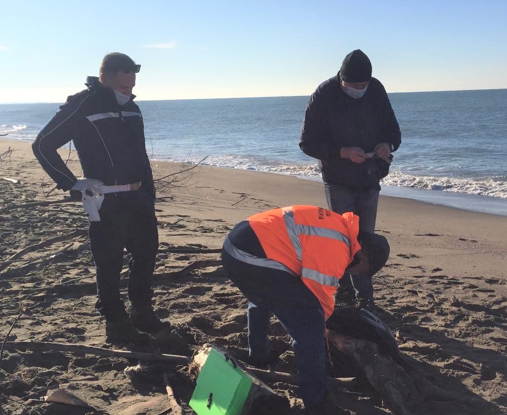 Fregene, rimossa carcassa di pecora dalla spiaggia