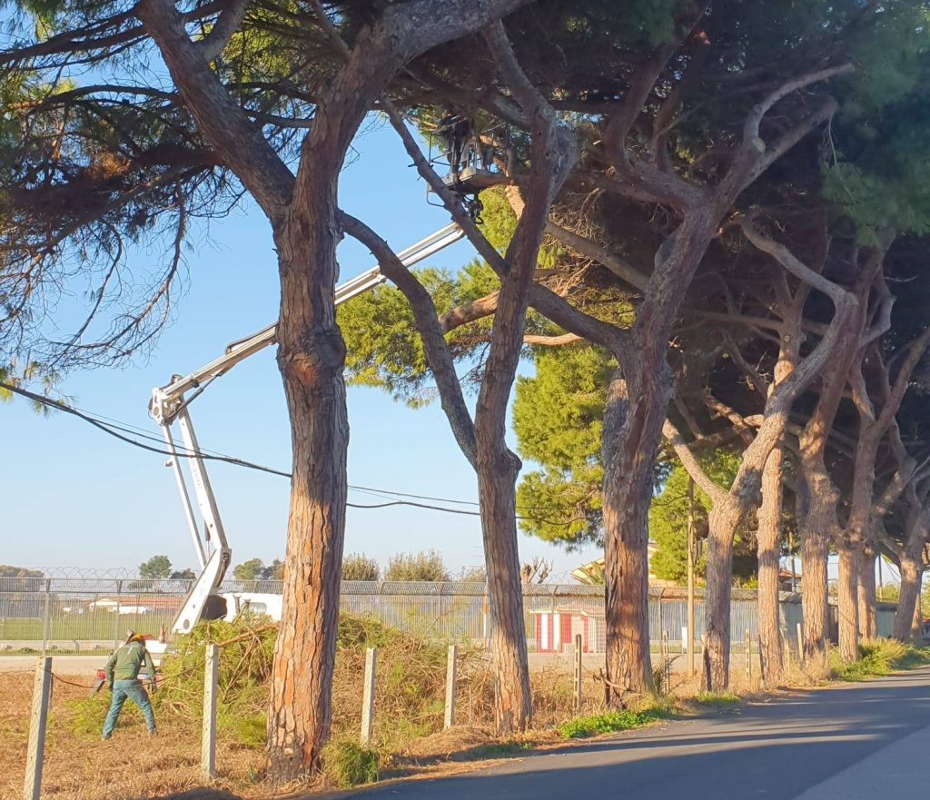 Fiumicino, iniziate le potature su viale Maria a Maccarese