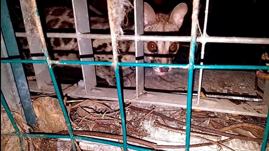 Cerveteri, Genetta pardina a spasso per la città: l’avvistamento tra le colonie feline