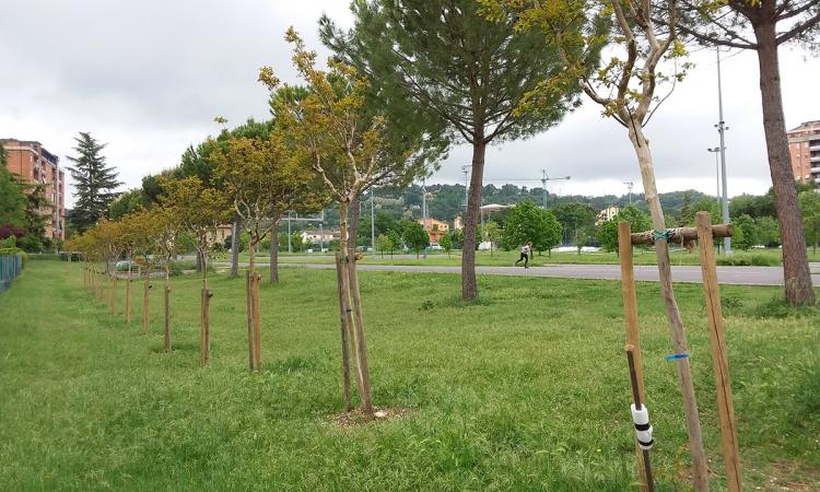 Ladispoli, una petizione per tutelare verde ed ambiente