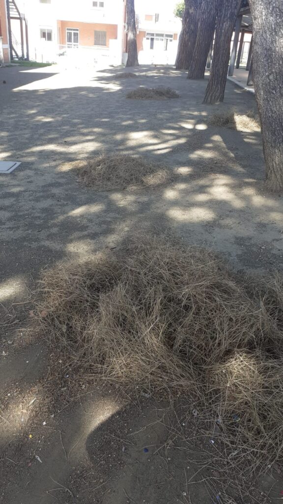 Cerveteri, aghi di pino al Giovanni Cena e parcheggio ancora disastrato