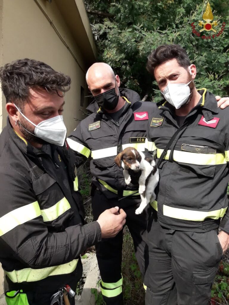 Cerveteri: cagnolino dentro un tombino, salvato dai vigili del fuoco