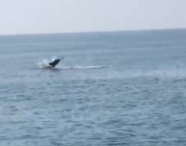 Cerveteri: i delfini "danzano" nelle acque davanti a Campo di Mare