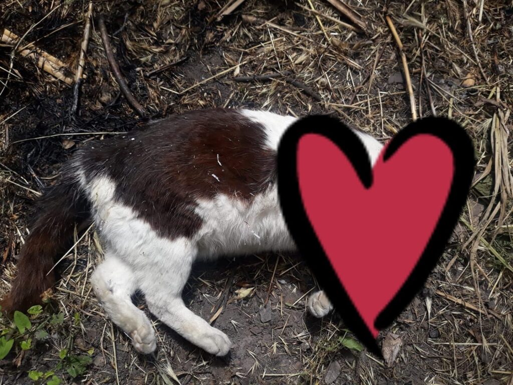 Ladispoli: investita e lasciata in mezzo alla strada, la denuncia di Fareambiente