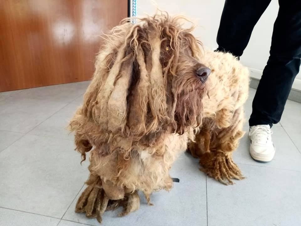 Costretto a camminare su strati di pelo incrostato, salvato da Fareambiente Cerveteri