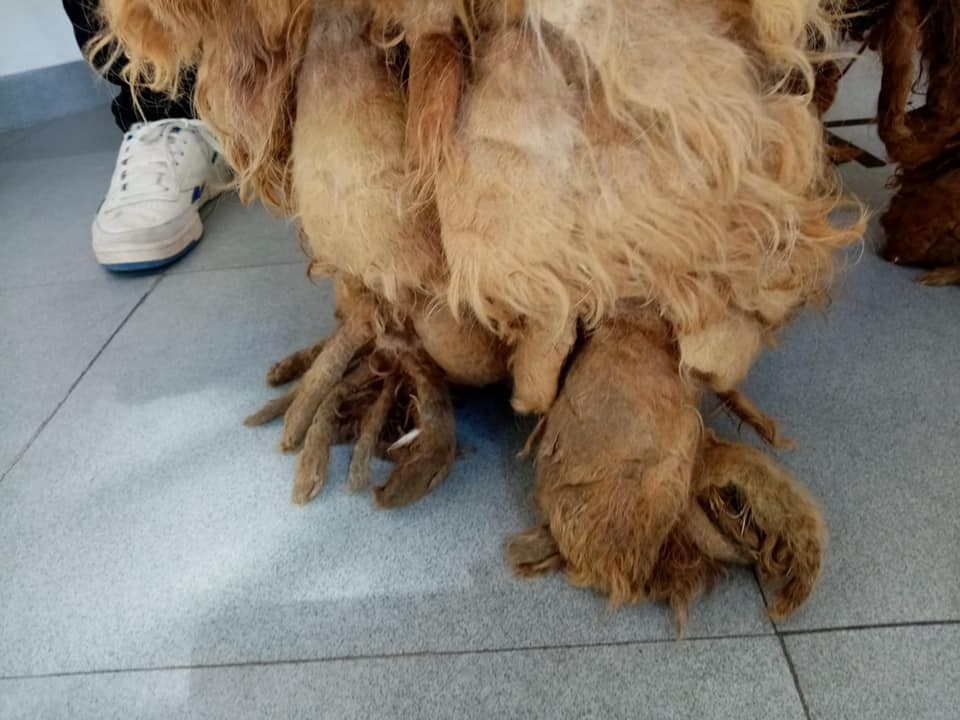 Costretto a camminare su strati di pelo incrostato, salvato da Fareambiente Cerveteri