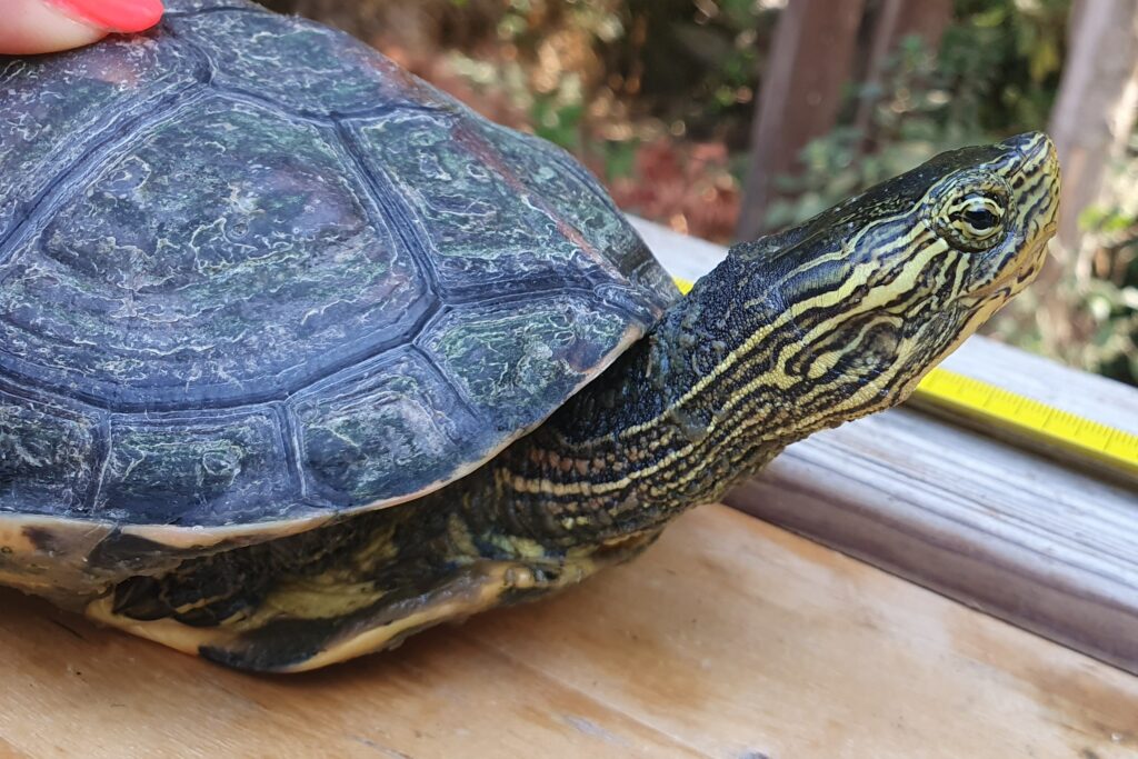 Ladispoli, a Torre Flavia invasione di tartarughe "aliene"