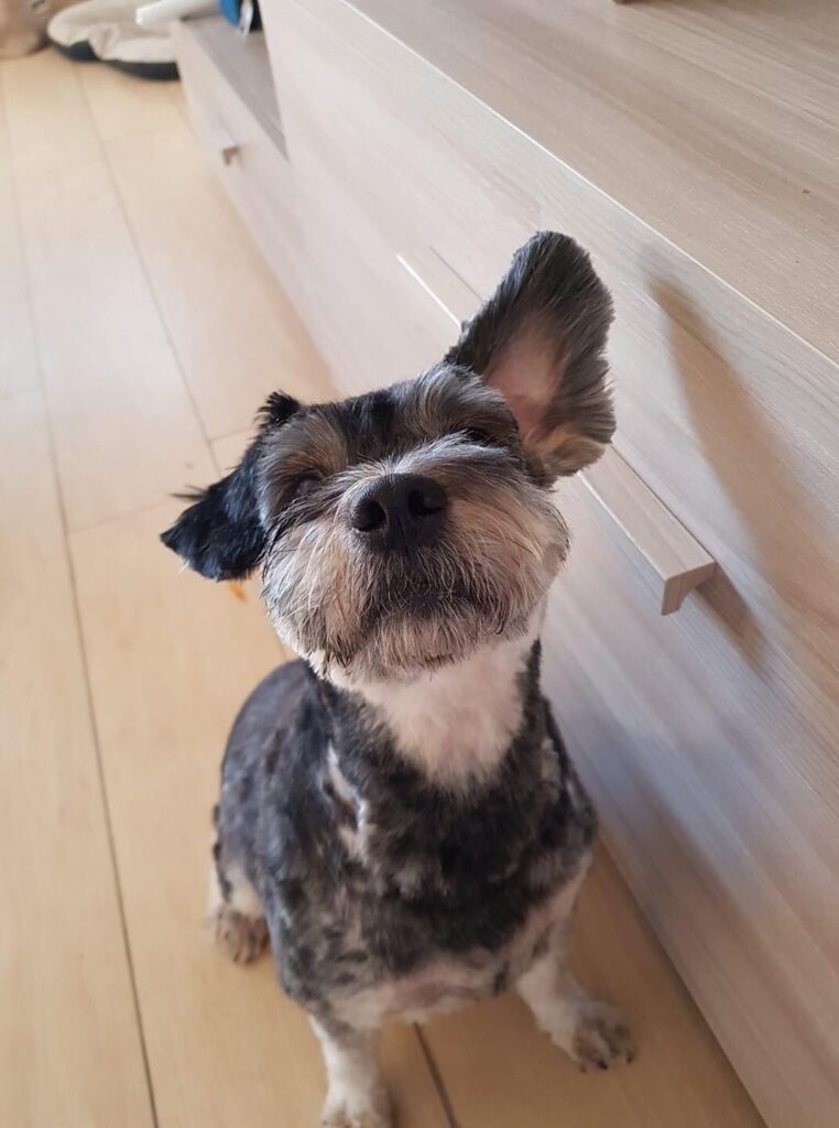 Ladispoli, Morelli: "Adottare un cane dal canile è un grande gesto d'amore"