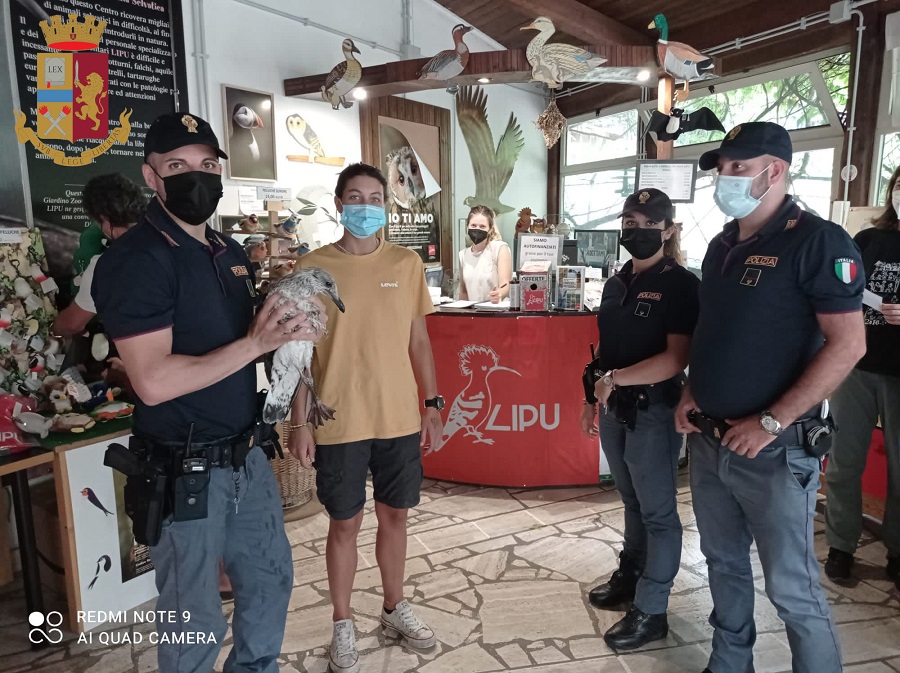 Gabbianella ferita salvata dalla Polizia e affidata alla Lipu