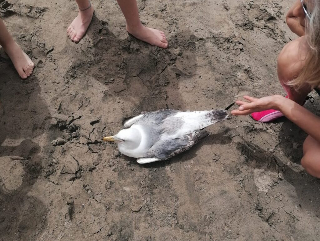 Gabbiano ferito in acqua a Torre Flavia, salvato da 3 piccole eroine