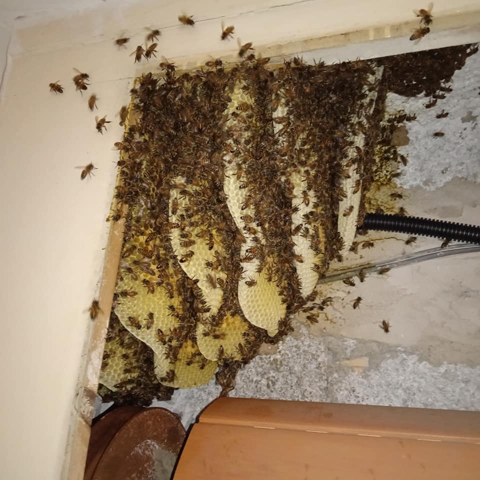 cerveteri serranda api