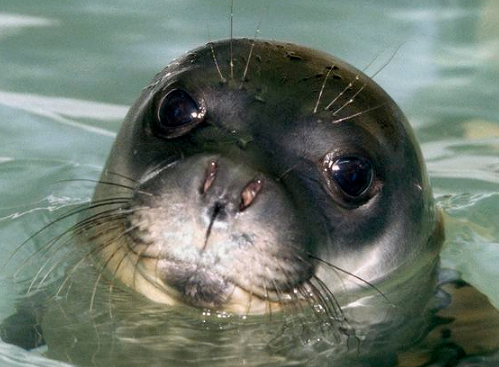 Cerveteri: quando le foche monache dimoravano agli scoglietti di Furbara