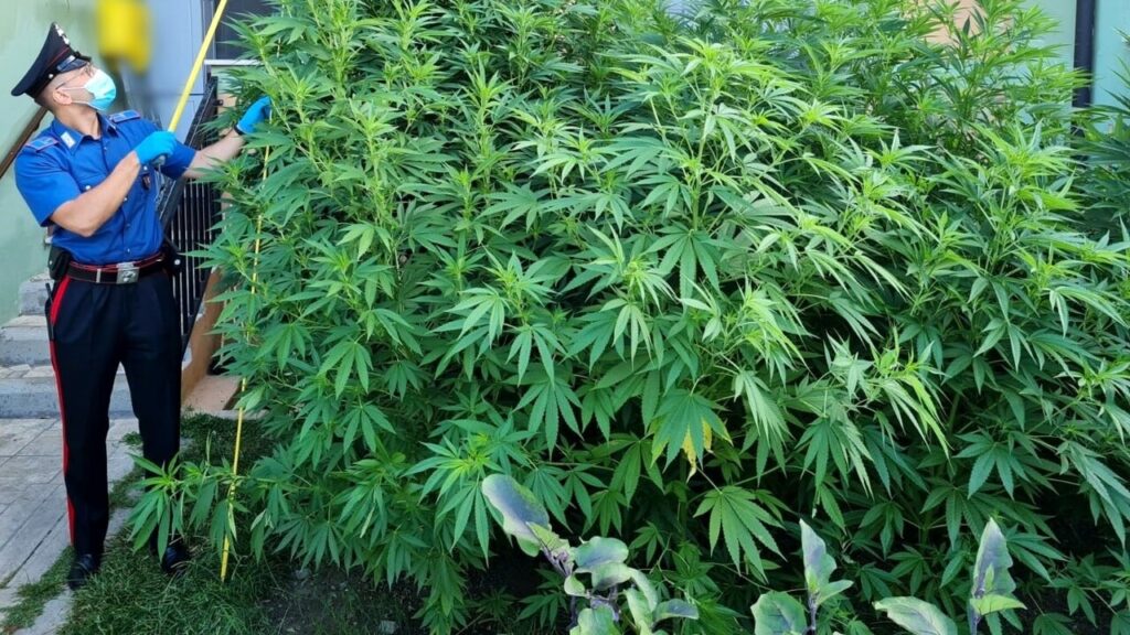 trevignano marijuana pomodori giardino