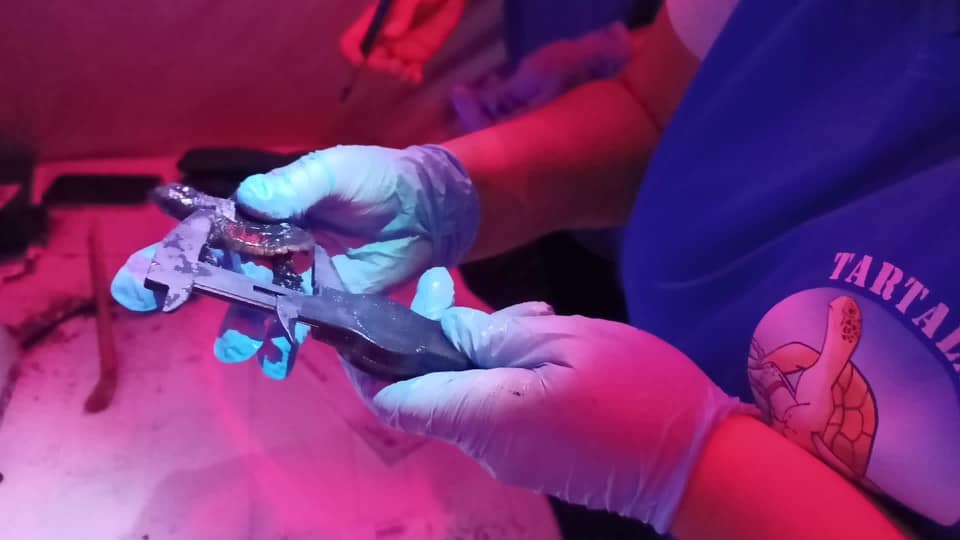 tartarughe marine nido ostia