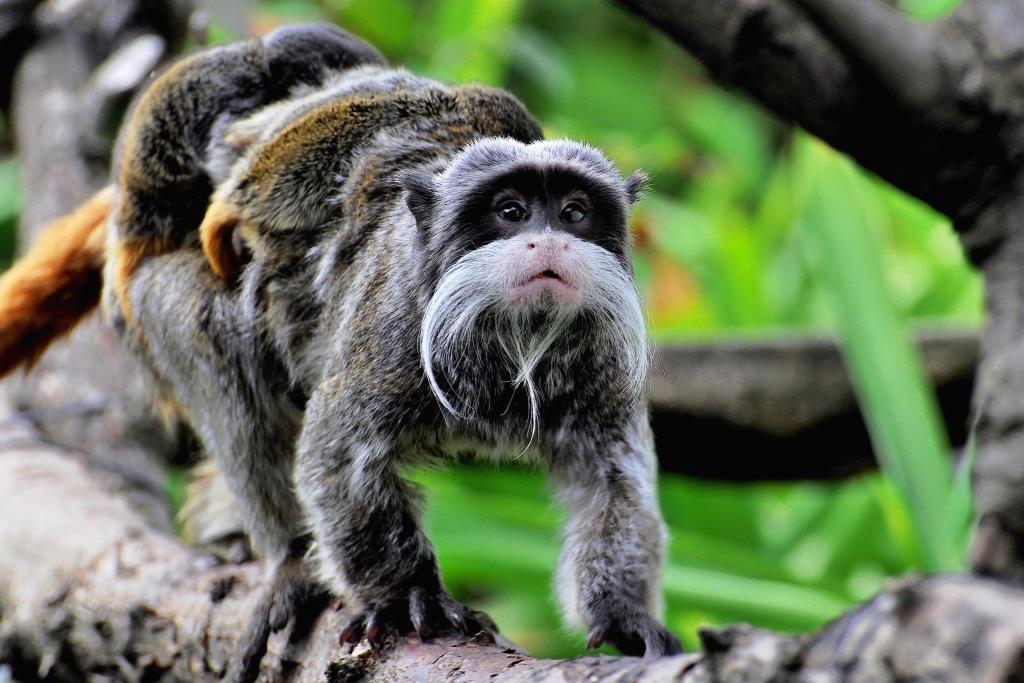 Bioparco nati tamarini imperatore
