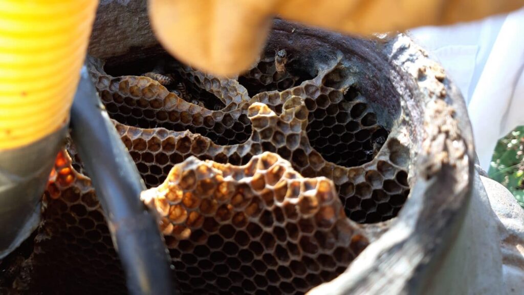 Cerveteri alveare basamento lampione