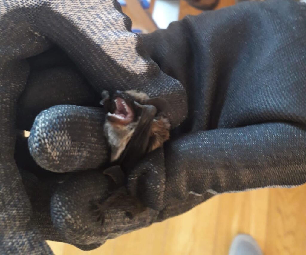 Ladispoli pipistrello volontari Fareambiente
