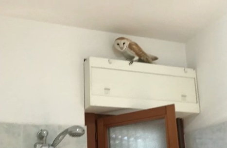 Civitavecchia barbagianni liberato Nogra