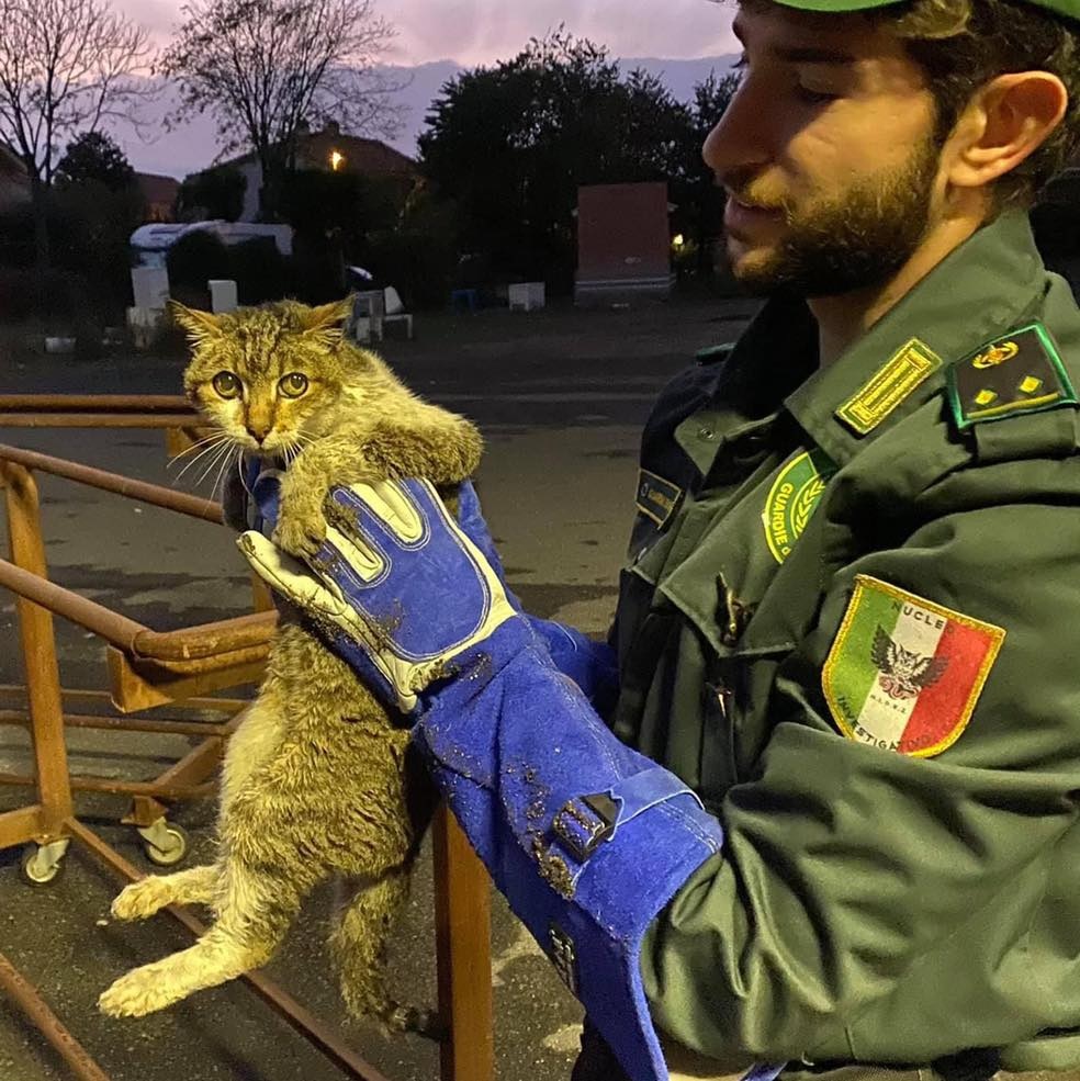 Cerveteri gattina ferita Fareambiente