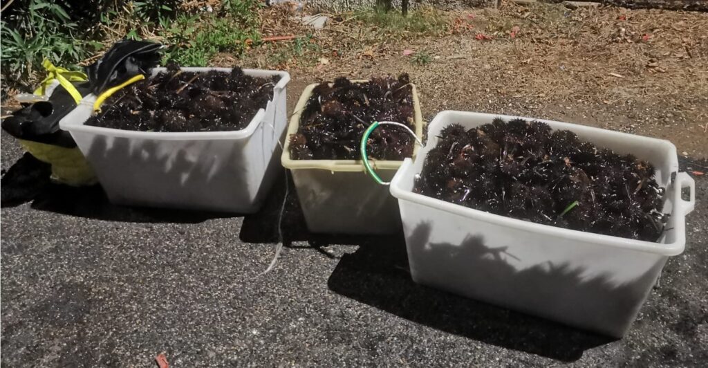 Santa Marinella pescatori frodo