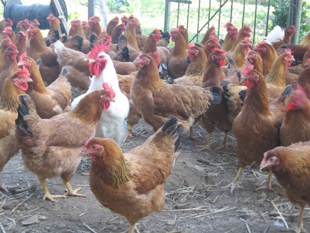 Aviaria a Ostia, Baccini: "Tenere alta la guardia per evitare conseguenze"