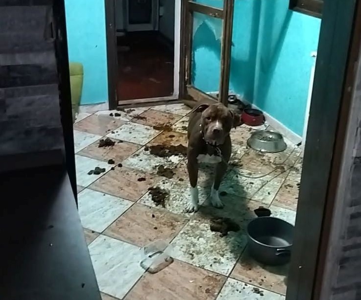 Legato termosifone pitbull soccorso