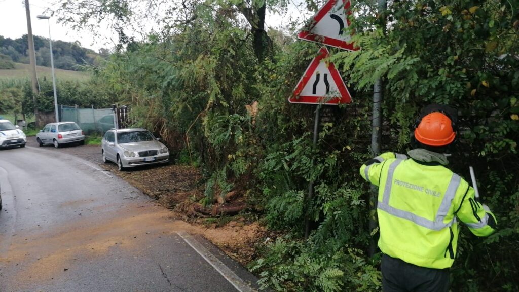 Cerveteri albero pericolante Zambra