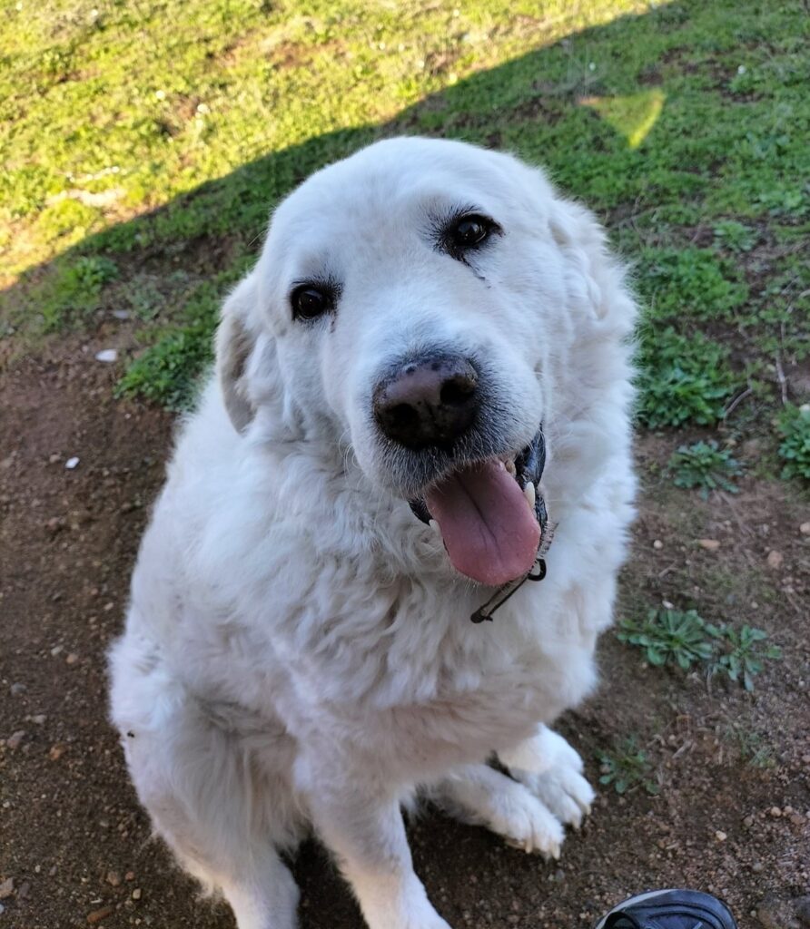 Cerveteri White non bene