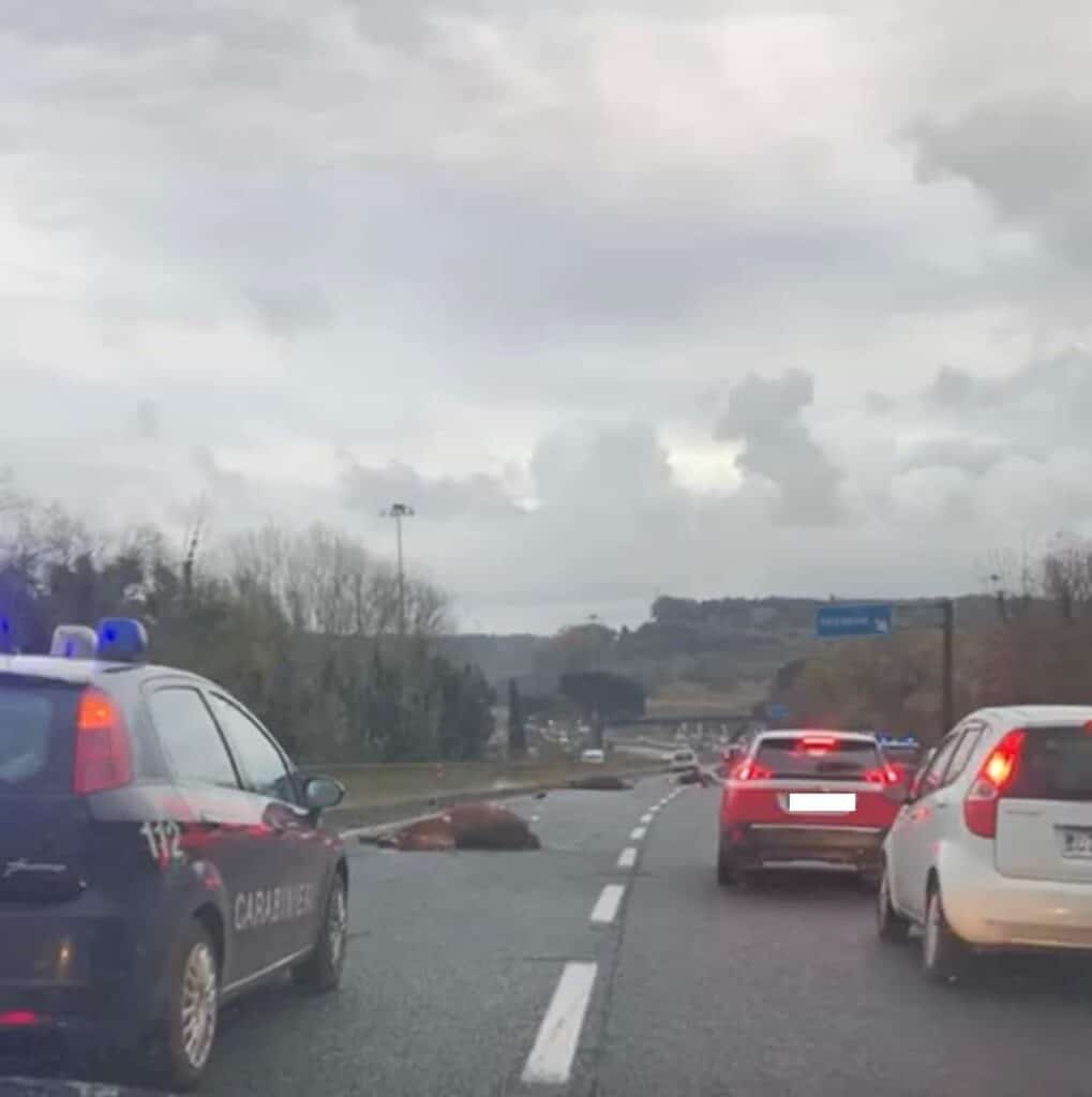 Fregene, tragedia sull'Aurelia: cavalli morti in strada