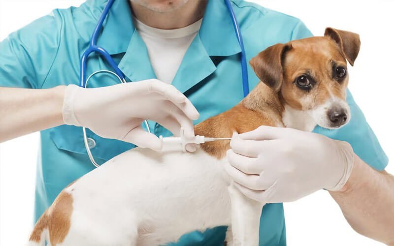 Giornata del Microchip gratuito aperta ai comuni di Ladispoli e Cerveteri