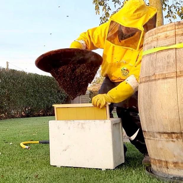 Cerveteri api botte N.U.B.I.