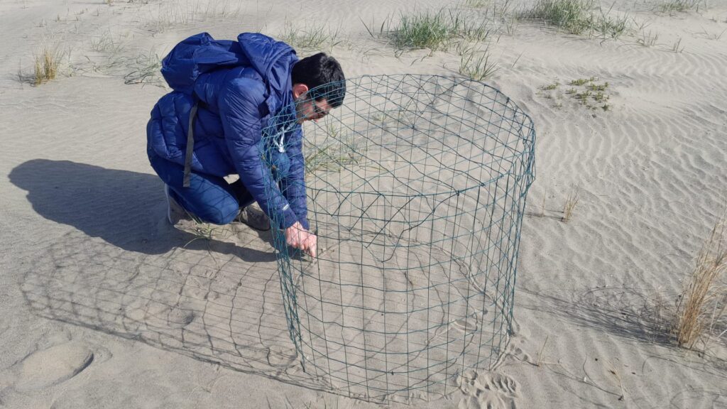 Torre Flavia nidi fratini