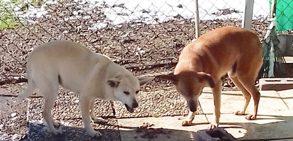 Enrica Matteo cagnolini Cerveteri