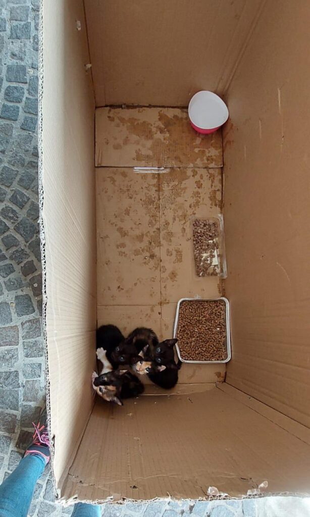 Abbandono degli animali fuori controllo, l'ass. Dammi la Zampa chiede aiuto