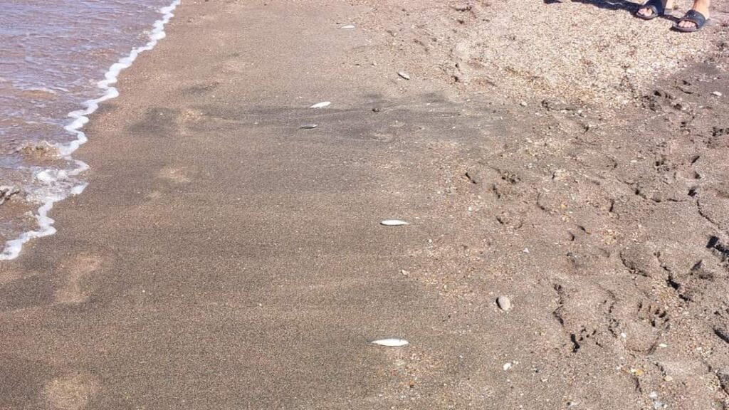 Cerveteri balneazione Campo Mare