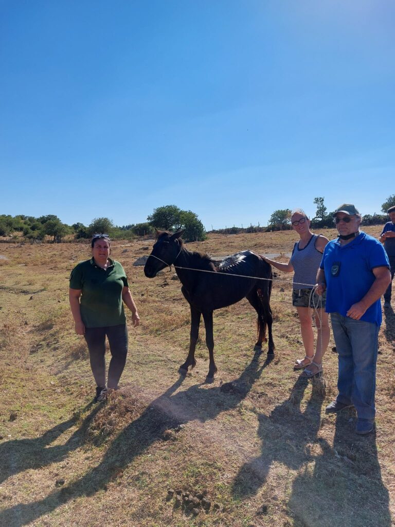 Civitavecchia, puledra salvata in extremis dalle guardie ecozoofile