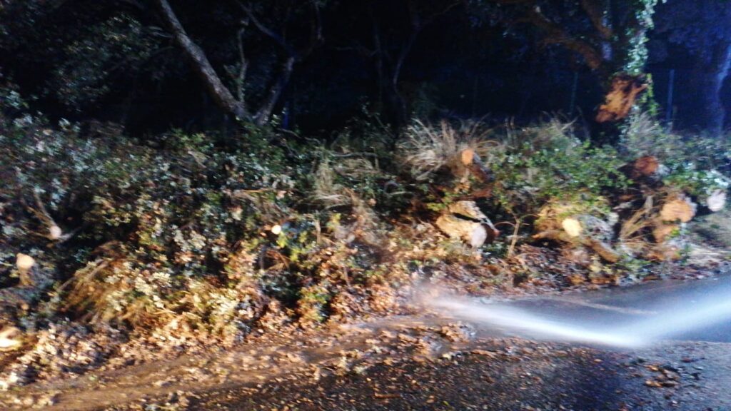 Cerveteri: albero si abbatte in strada, intervento dei vigili del fuoco e della protezione civile