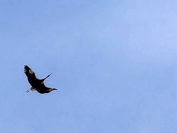 Spettacolo della natura a Roma: cicogne in visita nella Capitale