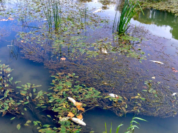 "Dopo la siccità, le piogge di fine agosto: a rischio la fauna ittica che vive nel Tevere"
