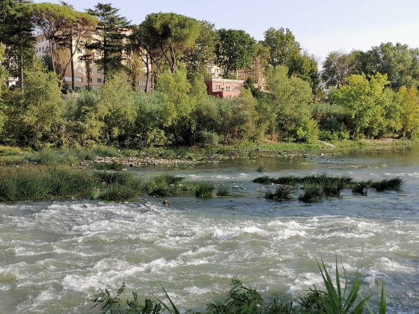 "Dopo la siccità, le piogge di fine agosto: a rischio la fauna ittica che vive nel Tevere"