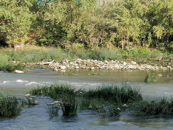 "Dopo la siccità, le piogge di fine agosto: a rischio la fauna ittica che vive nel Tevere"