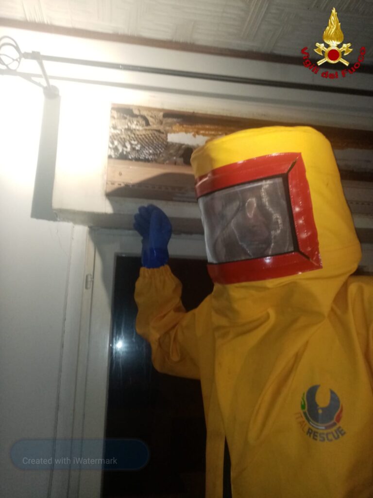 Civitavecchia: favo di calabroni nell'intercapedine tra il muro e l'avvolgibile, intervento dei vigili del fuoco